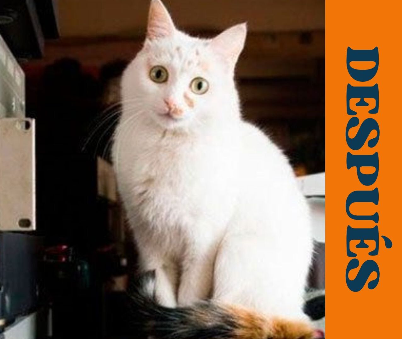 gatito despues (2)
